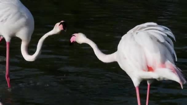 lutte contre le flamant rose, le grand flamant rose, Phoenicopterus roseus, Liste rouge de l'UICN, Camargue, France, alimentation, oiseau , 