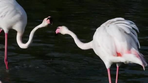 Борьба Фламинго Большим Фламинго Phoenicopterus Feleus Красная Книга Мсоп Камарг — стоковое видео