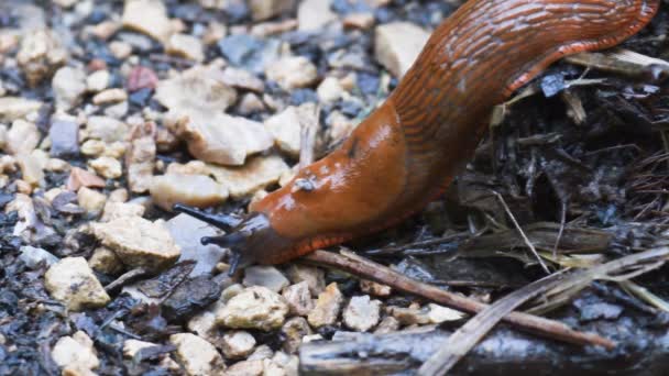 Schnecke Auf Dem Land Schnecke Der Nacht Regen Nahaufnahme Nahaufnahme — Stockvideo