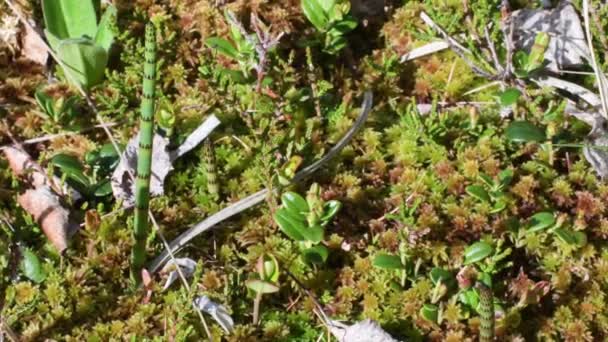 Sphagnum Palustre Sphagnum Cymbifolium Prairie Sphagnum Turfa Musgo Formiga — Vídeo de Stock