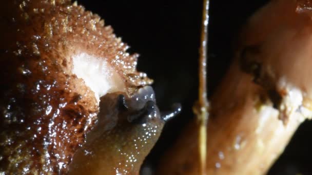 麝香吃蘑菇 在夜间 阿里奥尼达科 加斯特罗波达 意大利 — 图库视频影像
