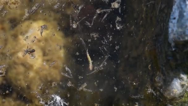 Exuviae Larva Insetos Água Peixes Jovens Dípteros Rio Ticino Itália — Vídeo de Stock