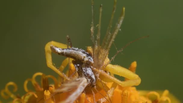 Krabbenspinne Erbeutet Kleinen Schmetterling Auf Gelben Blume Berg — Stockvideo