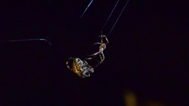 Cortejo Arañas Noche Cortejo Araña Epeira Pareja Macho Hembra Parque — Vídeo de stock