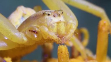 Pembrokeshire Ulusal Parkı, Galler 'deki harabe kale ve körfez.