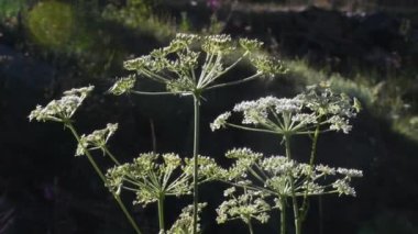 Rüzgarlı bir günde güzel bir bitki