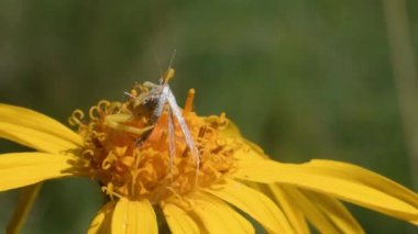  Yengeç örümceği avını yakalar Thomisus, taklitçi Arnica Montana 'da.,