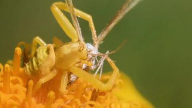 Yengeç örümceği avını Arnica Montana, Thomisus, taklitçi Alucites pentadactyla 'da yakalar.