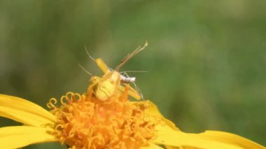 Yengeç örümceği avını Arnica Montana, Thomisus, taklitçi Alucites pentadactyla 'da yakalar.