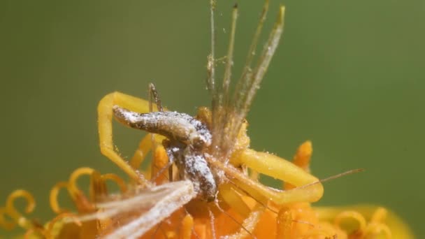 Crab Spider Catches Prey Arnica Montana Thomisus Mimicry Alucites Pentadactyla — Stock Video