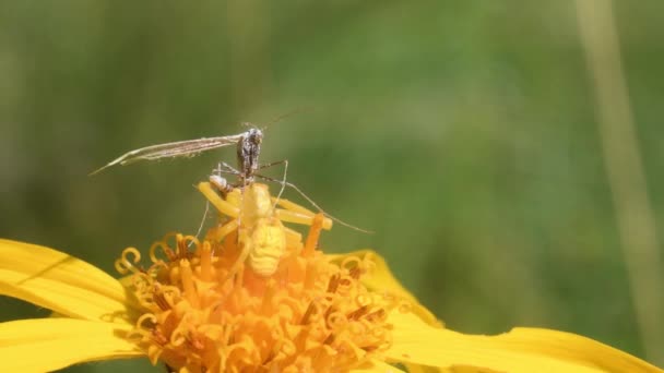 Crab Spider Catches Prey Arnica Montana Thomisus Mimicry — Stock Video