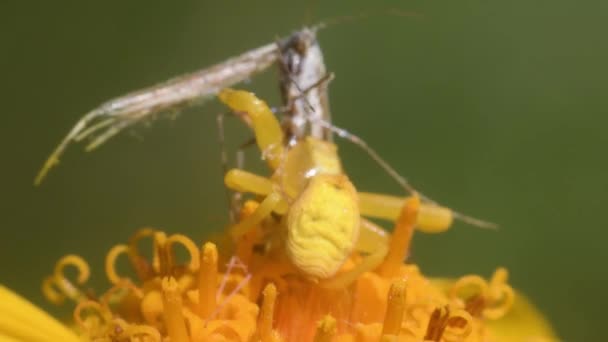 Crab Spider Catches Prey Arnica Montana Thomisus Mimicry Alucites Pentadactyla — Stock Video