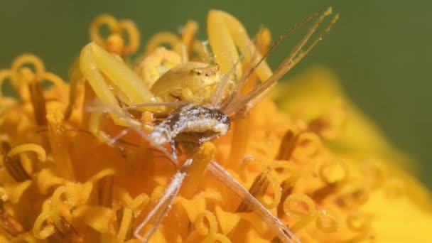 Crab Spider Catches Prey Arnica Montana Thomisus Mimicry — Stock Video