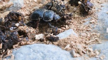  Geotrupidae, Coleoptera, toprak sıkıcı bok böcekleri, gübre böceği, Geotrupidae, Geotrupidae, böcekler, Coleoptera, hasar verici, kopprofagous,