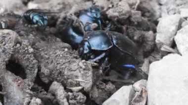  Geotrupidae, Coleoptera, toprak sıkıcı bok böcekleri, gübre böceği, Geotrupidae, Geotrupidae, böcekler, Coleoptera, hasar verici, kopprofagous,