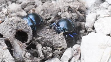 Bok böceği, Geotrupidae, böcekler, Coleoptera, dünya sıkıcı bok böcekleri.,