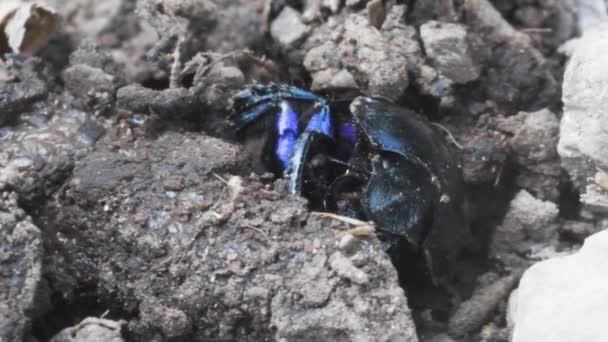 Dyngbagge Geotrupidae Skalbaggar Coleoptera Jordtråkiga Dyngbaggar — Stockvideo