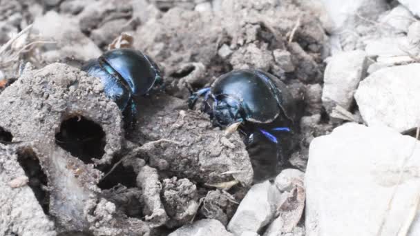 Żuk Gnojowy Geotrupidae Chrząszcze Coleoptera Żuki Gnojowe Nudne — Wideo stockowe