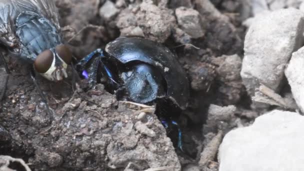 Geotrupidae Skalbaggar Coleoptera Jordtråkiga Dyngbaggar Dyngbaggar Geotrupidae Geotrupidae Skalbaggar Coleoptera — Stockvideo