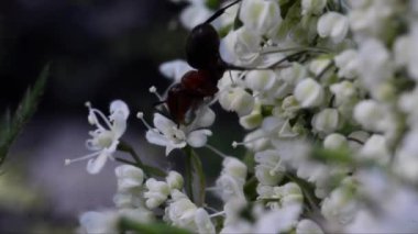 Doğada beyaz çiçeklerdeki karıncalar