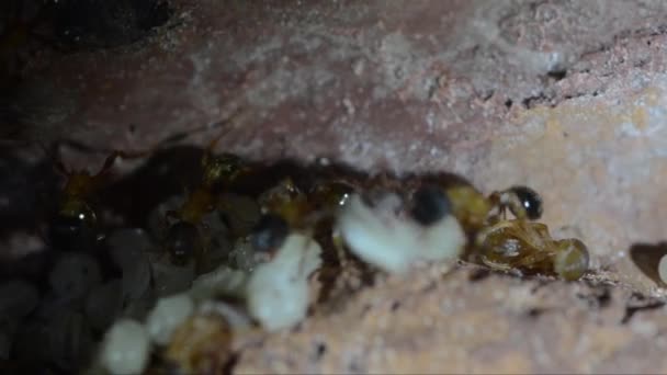 Acercamiento Hormigas Con Larvas Blancas — Vídeo de stock