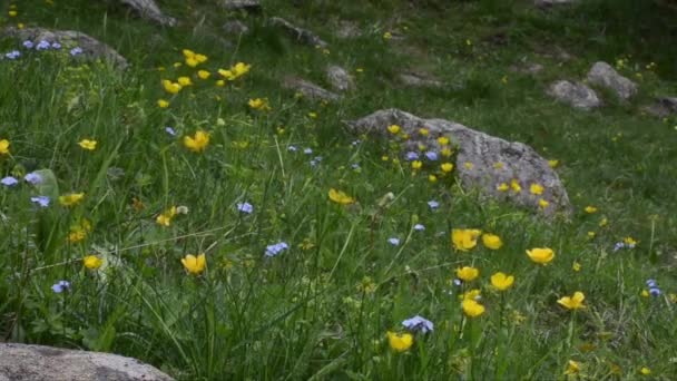 Gula Blommor Grönt Fält — Stockvideo