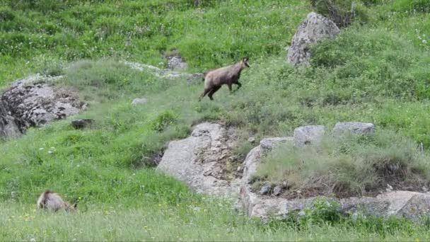 Chèvres Sauvages Sur Prairie Verte — Video