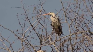 Ağaç dalındaki güzel leylek