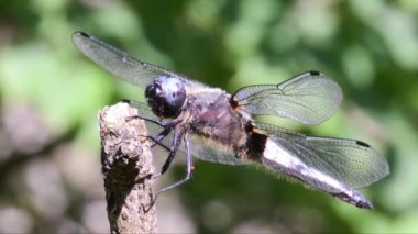 doğanın güzel yusufçuk closeup