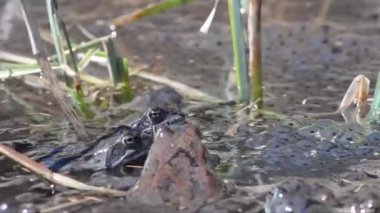Gölde ya da nehir suyunda kurbağalar