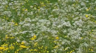 Tarlada beyaz ve sarı çiçekler 