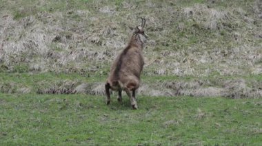 Dağ çayırında vahşi keçi