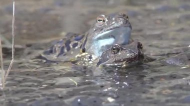 Gölde ya da nehir suyunda kurbağalar