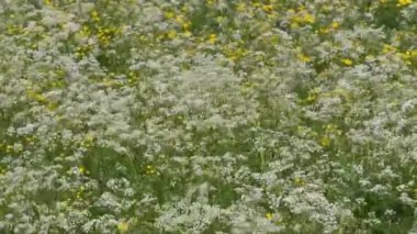 Tarlada beyaz ve sarı çiçekler