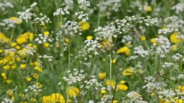 Tarlada beyaz ve sarı çiçekler