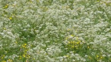 Tarlada beyaz ve sarı çiçekler