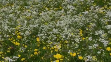 Tarlada beyaz ve sarı çiçekler