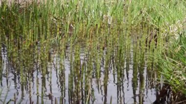Sudaki güzel yeşil bitkiler
