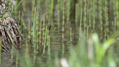 Sudaki güzel yeşil bitkiler