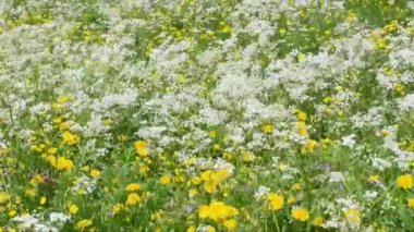Tarlada beyaz ve sarı çiçekler