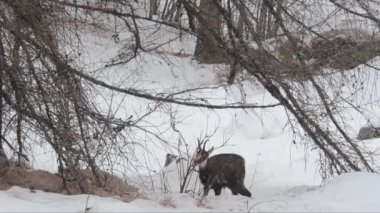 Karlı ormanda vahşi keçi