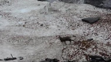 Kışın dağlarda vahşi keçi