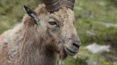 Ibex, Capra dağ keçisi, buket, memeli, erkek, Gran Paradiso Ulusal Parkı, Cogne, Valnontey, Valle d 'Aosta, İtalya, insan yok.,