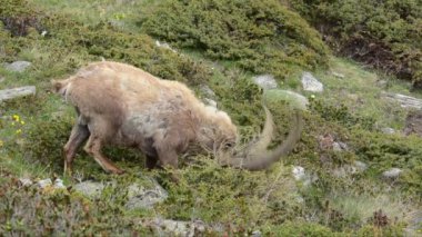 Ibex, Capra dağ keçisi, buket, memeli, erkek, Gran Paradiso Ulusal Parkı, Cogne, Valnontey, Valle d 'Aosta, İtalya, insan yok.,