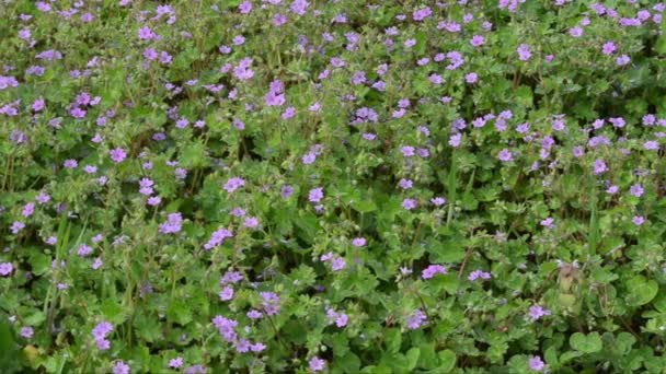 Fleurs Violettes Dans Champ Vert — Video