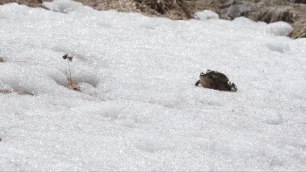 Frog Snowy Ground Winter — Stock Video