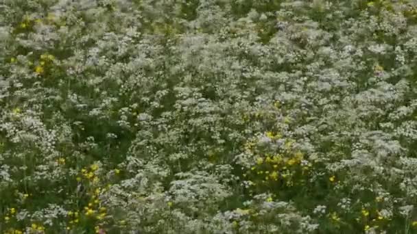 Flores Blancas Amarillas Campo — Vídeos de Stock