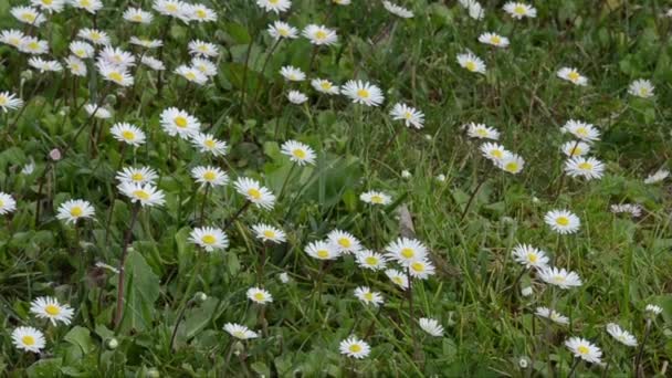 Flores Margarita Blanca Campo — Vídeos de Stock