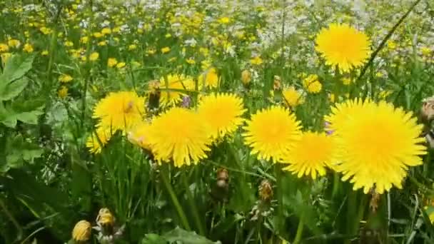 Hermosas Flores Campo Verde — Vídeos de Stock