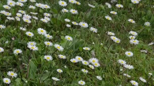 Flores Margarita Blanca Campo — Vídeos de Stock